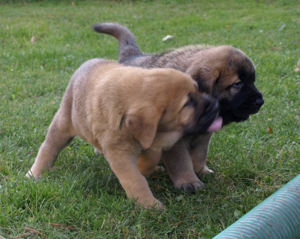 6 weeks old puppies
Elton z Kraje Sokolu x Anais Rio Rita
Keywords: Anuler