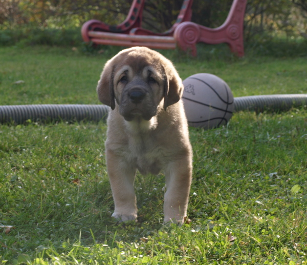 6 weeks old female
Elton z Kraje Sokolu x Anais Rio Rita
Keywords: Anuler