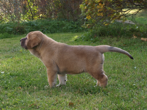 6 weeks old female
Elton z Kraje Sokolu x Anais Rio Rita
Keywords: Anuler