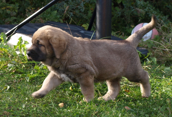 6 weeks old female
Elton z Kraje Sokolu x Anais Rio Rita
Keywords: Anuler