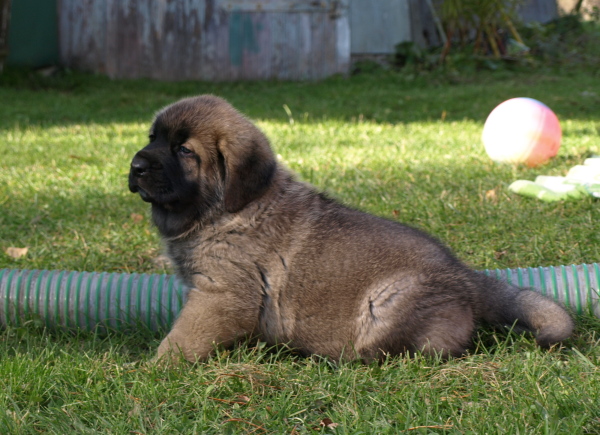 6 weeks old male
Elton z Kraje Sokolu x Anais Rio Rita
Keywords: Anuler