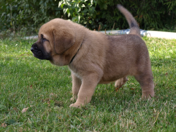 6 weeks old female
Elton z Kraje Sokolu x Anais Rio Rita
Keywords: Anuler