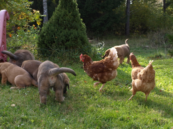 6 weeks old puppies and curious chickens
Elton z Kraje Sokolu x Anais Rio Rita
Keywords: Anuler