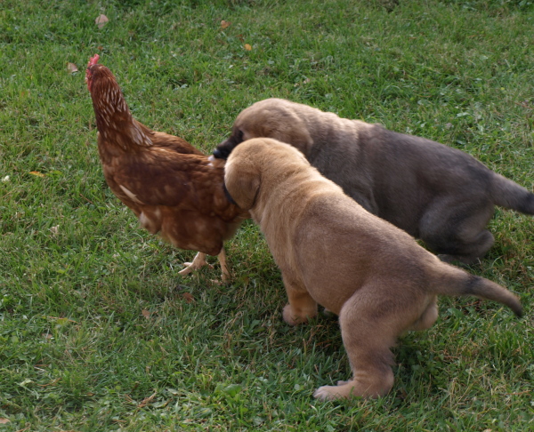 6 weeks old puppies having "fun"
Keywords: Anuler