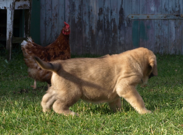 Chicken gets angry..
Keywords: Anuler