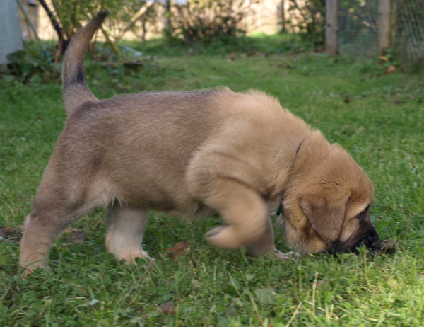 6 weeks old female
Elton z Kraje Sokolu x Anais Rio Rita
Keywords: Anuler