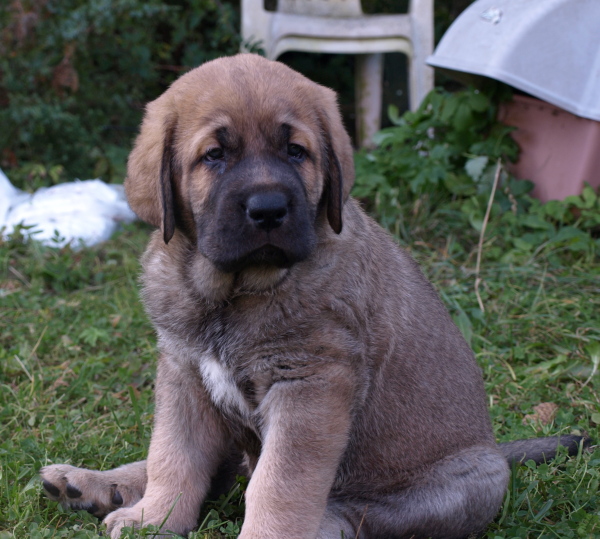 6 weeks old female
Elton z Kraje Sokolu x Anais Rio Rita
Keywords: Anuler