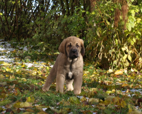 8 weeks old female puppy, cachorro hembra de 8 semanas
Keywords: Anuler