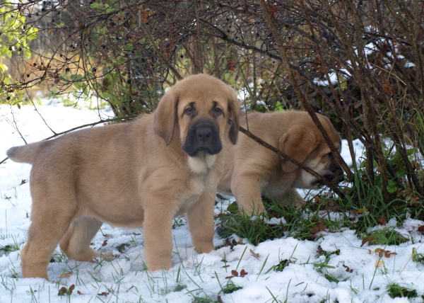 8 weeks old females
Keywords: snow nieve Anuler