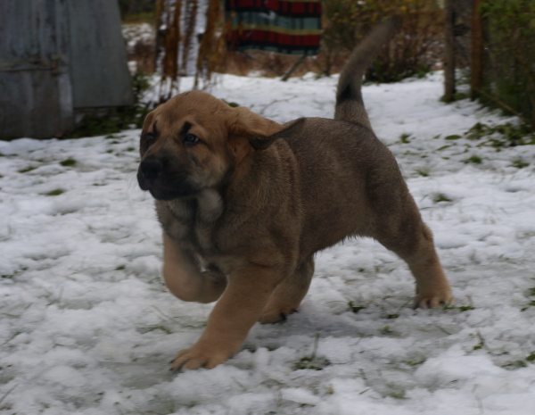 8 weeks old female puppy, cachorro hembra de 8 semanas
Keywords: snow nieve Anuler