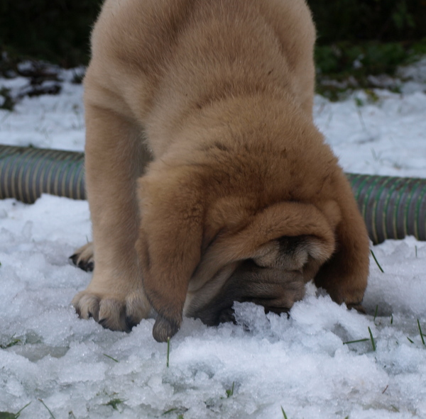 first snow, primera nevada
Keywords: snow nieve Anuler