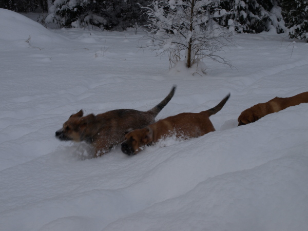 Anuler puppies 12 weeks old, 28.11.2010 / 12 semanas de edad los cachorros
Snow is fun!
Keywords: snow nieve Anuler