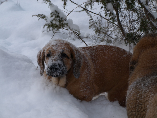 Anuler puppy 12 weeks old, 28.11.2010
Elton z Kraje Sokolu x Anais Rio Rita
Keywords: snow nieve Anuler