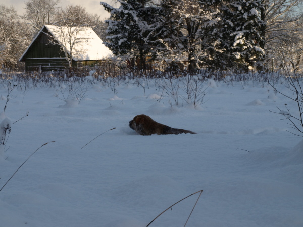 Trying to get trought the snow...
Elton z Kraje Sokolu x Anais Rio Rita
Keywords: snow nieve Anuler