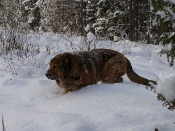 Anuler Alvaro 2 years old / 2 años de edad
Elton z Kraje Sokolu x Anais Rio Rita
Klíčová slova: snow nieve Anuler