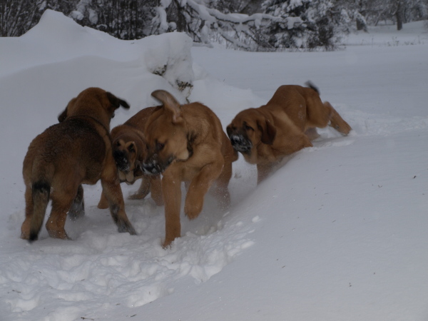 Puppies at play, Anuler C-litter almost 3,5 month old / Cachorros en el juego, Anuler C-camada casi 3,5 meses de edad
Elton z Kraje Sokolu x Anais Rio Rita
Keywords: Anuler