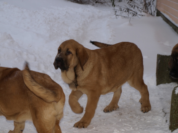 Anuler Callidora almost 3,5 month old / casi 3,5 meses de edad
Elton z Kraje Sokolu x Anais Rio Rita
Anahtar kelimeler: Anuler