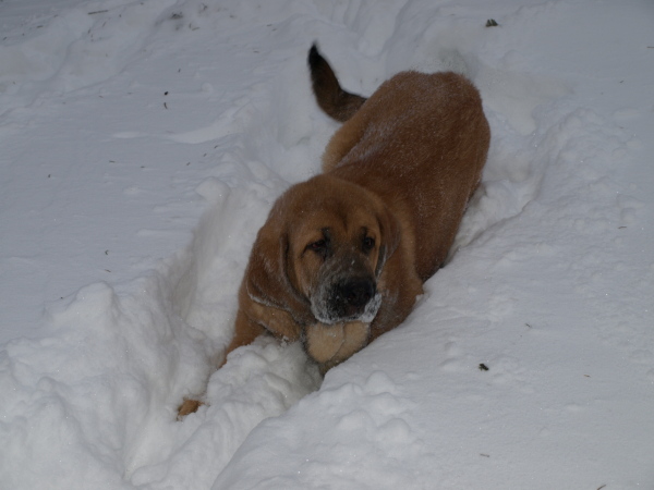 Snow is wonderful - Anuler Callidora / la nieve es maravillosa
Keywords: Anuler