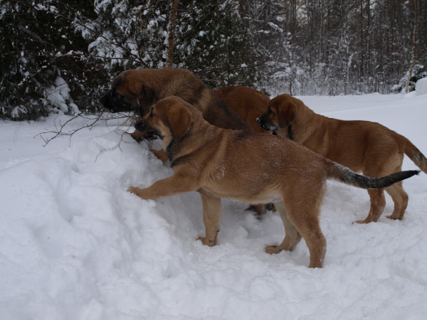 Puppies trying to destroy a little tree / Cachorros tratando de destruir a un pequeño árbol
Almost 3,5 month old puppies
Keywords: Anuler