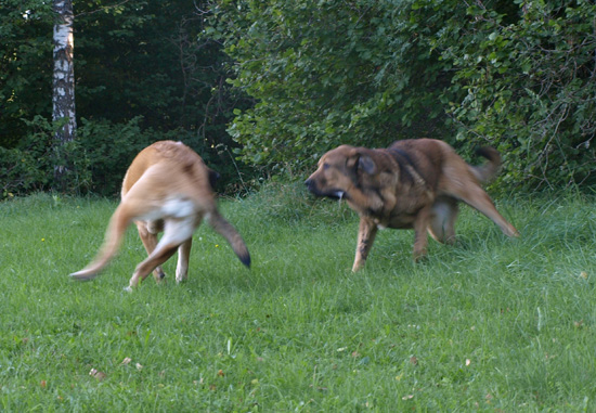 Anuler Adelita and Anuler Alvaro at play, 10,5 month old
Elton z Kraje Sokolu x Anais Rio Rita
Keywords: Anuler