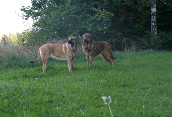 Anuler Adelita and Anuler Alvaro at 10,5 month old
Elton z Kraje Sokolu x Anais Rio Rita
Keywords: Anuler