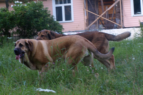 Anuler Adelita and Anuler Alvaro 10,5 month old
Elton z Kraje Sokolu x Anais Rio Rita
Keywords: Anuler