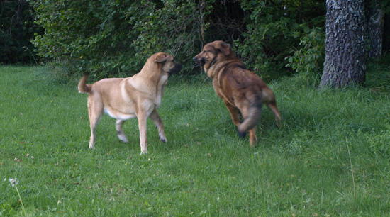 Anuler Adelita and Anuler Alvaro at play, 10,5 month old
Elton z Kraje Sokolu x Anais Rio Rita
Keywords: Anuler