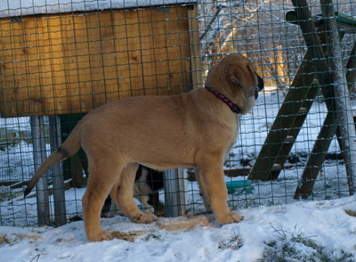 Anuler Adelita 11 weeks old
Est Ch Elton z Kraje Sokolu x Anais Rio Rita
Born: 18.10.2008
Keywords: anuler puppyestonia snow nieve