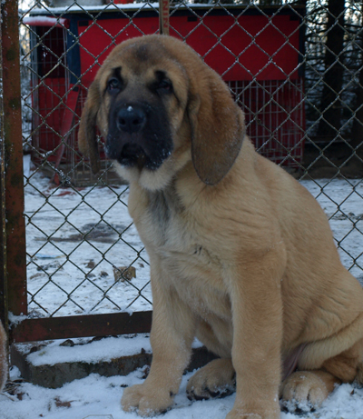 Anuler Adelita 11 weeks old
Est Ch Elton z Kraje Sokolu x Anais Rio Rita
Born: 18.10.2008
Keywords: anuler puppyestonia snow nieve