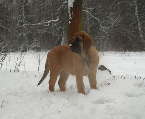 Anuler Adelita 3 month old
EST CH Elton z Kraje Sokolu x Anais Rio Rita
Born: 18.10.2008
Keywords: anuler snow nieve