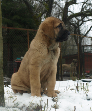 Adelita 9 weeks old
Est Ch  Elton z Kraje Sokolu (Massai) X  Anais Rio Rita (Anja)
18.10.2008

Keywords: puppyestonia anuler snow nieve