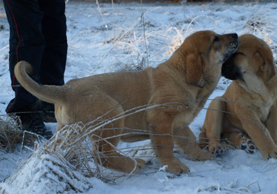 males Alano & Aureliano 11weeks old
Est Ch Elton z Kraje Sokolu x Anais Rio Rita
Born: 18.10.2008
Keywords: anuler litteranuler puppyestonia snow nieve