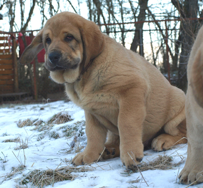 Anuler Alano 11 weeks old
Est Ch Elton z Kraje Sokolu x Anais Rio Rita
Born: 18.10.2008
Keywords: anuler puppyestonia snow nieve