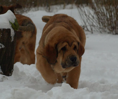 Anuler Alano 3 month old
EST CH Elton z Kraje Sokolu x Anais Rio Rita
Born: 18.10.2008
Keywords: anuler puppyestonia snow nieve