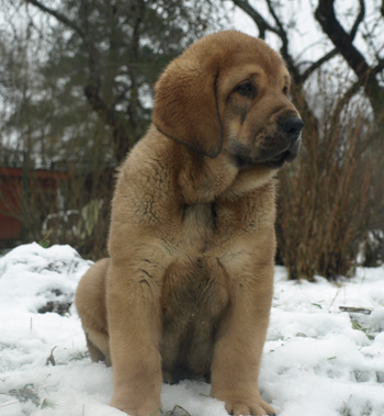 Alano 9 weeks old
Anu Reimann (Anuler)
Estonia 
+372 5019146
[url=http://www.kennelanuler.com/] WEB [/url] - E-mail: anureiman@gmail.com

Est Ch  Elton z Kraje Sokolu (Massai) X  Anais Rio Rita (Anja)
18.10.2008
Males - Machos: 7
Females - Hembras: 2
Keywords: puppyestonia anuler snow nieve