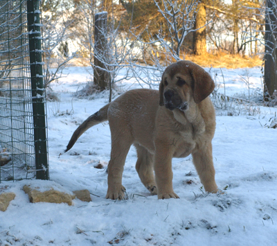 Anuler Alarico 11 weeks old
Est Ch Elton z Kraje Sokolu x Anais Rio Rita
Born: 18.10.2008
Keywords: anuler puppyestonia snow nieve