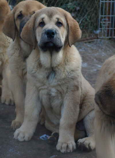 Anuler Alarico 11 weeks old
Est Ch Elton z Kraje Sokolu x Anais Rio Rita
Born: 18.10.2008
Keywords: anuler puppyestonia