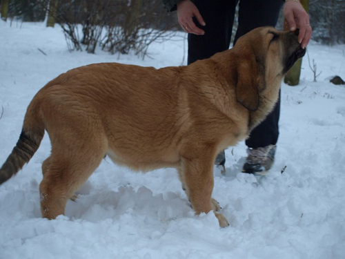 Anuler Alarico 3 month old
EST CH Elton z Kraje Sokolu x Anais Rio Rita
Born: 18.10.2008
Keywords: anuler puppyestonia snow nieve