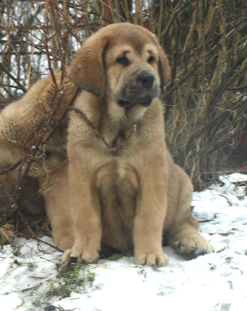 Alarico 9 weeks old
Est Ch  Elton z Kraje Sokolu (Massai) X  Anais Rio Rita (Anja)
18.10.2008

Keywords: puppyestonia anuler snow nieve