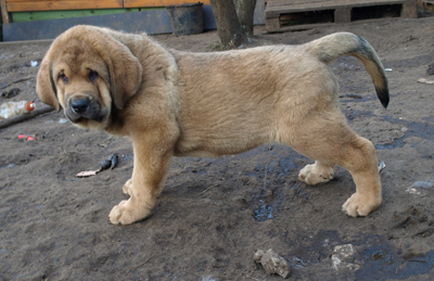 Anuler Alberto 11 weeks old
Est Ch Elton z Kraje Sokolu x Anais Rio Rita
Born: 18.10.2008
Keywords: anuler puppyestonia