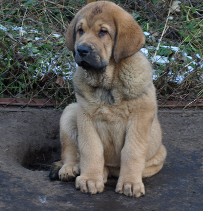 Anuler Alberto 11 weeks old
Est Ch Elton z Kraje Sokolu x Anais Rio Rita
Born: 18.10.2008
Keywords: anuler puppyestonia