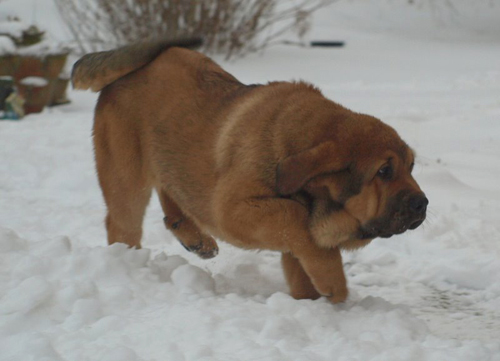 Anuler Alberto 3 month old
EST CH Elton z Kraje Sokolu x Anais Rio Rita
Born: 18.10.2008
Keywords: anuler puppyestonia snow nieve