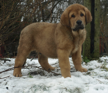 Alberto 9 weeks old
Est Ch  Elton z Kraje Sokolu (Massai) X  Anais Rio Rita (Anja)
18.10.2008

Keywords: puppyestonia anuler snow nieve