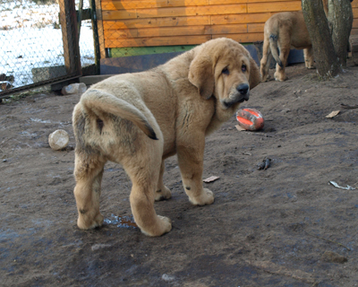 Anuler Alfonso 11 weeks old
Est Ch Elton z Kraje Sokolu x Anais Rio Rita
Born: 18.10.2008
Keywords: anuler puppyestonia