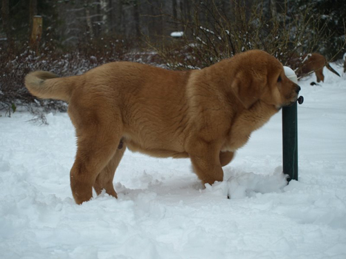 Anuler Alfonso 3 month old
EST CH Elton z Kraje Sokolu x Anais Rio Rita
Born: 18.10.2008
Keywords: anuler puppyestonia snow nieve