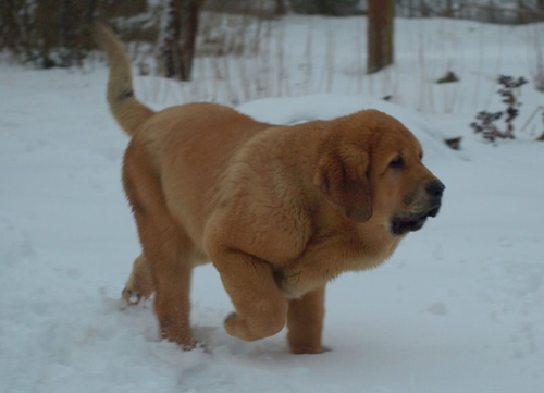 Anuler Alfonso 3 month old
EST CH Elton z Kraje Sokolu x Anais Rio Rita
Born: 18.10.2008

Keywords: anuler puppyestonia snow nieve