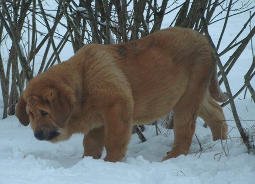 Anuler Alfonso 3 month old
EST CH Elton z Kraje Sokolu  x Anais Rio Rita
Born: 18.10.2008

Keywords: anuler puppyestonia snow nieve