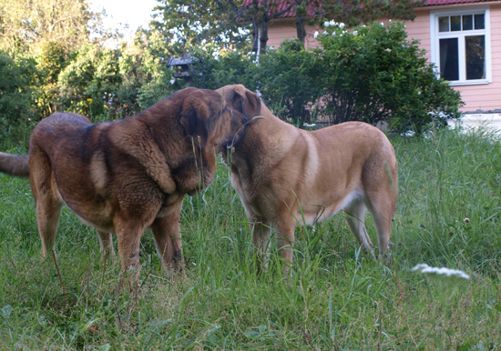 Anuler Alvaro and Anuler Adelita 10,5 month old
Elton z Kraje Sokolu x Anais Rio Rita
Keywords: Anuler