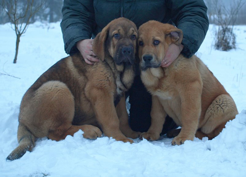 Anuler Alvaro and Anuler Alfonso 3 month
EST CH Elton z Kraje Sokolu x Anais Rio Rita
Born: 18.10.2008
Keywords: anuler puppyestonia snow nieve