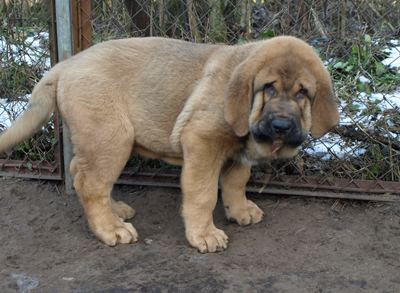 Anuler Alvaro 11 weeks old
Est Ch Elton z Kraje Sokolu x Anais Rio Rita
Born: 18.10.2008
Keywords: anuler puppyestonia